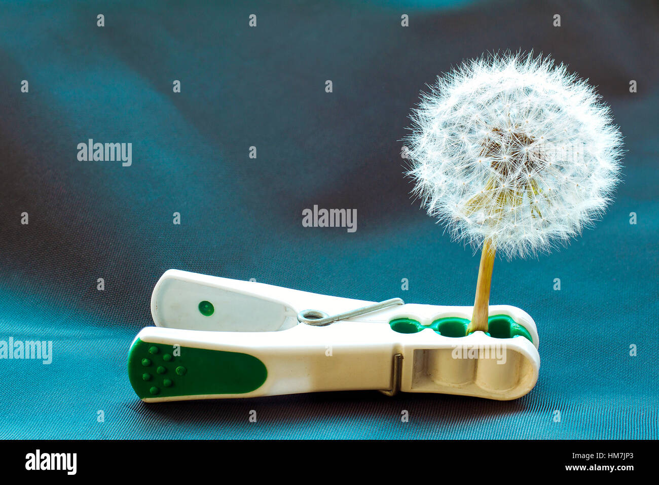 Bianco fiore di tarassaco intrappolato in vestiti pin su sfondo blu Foto Stock