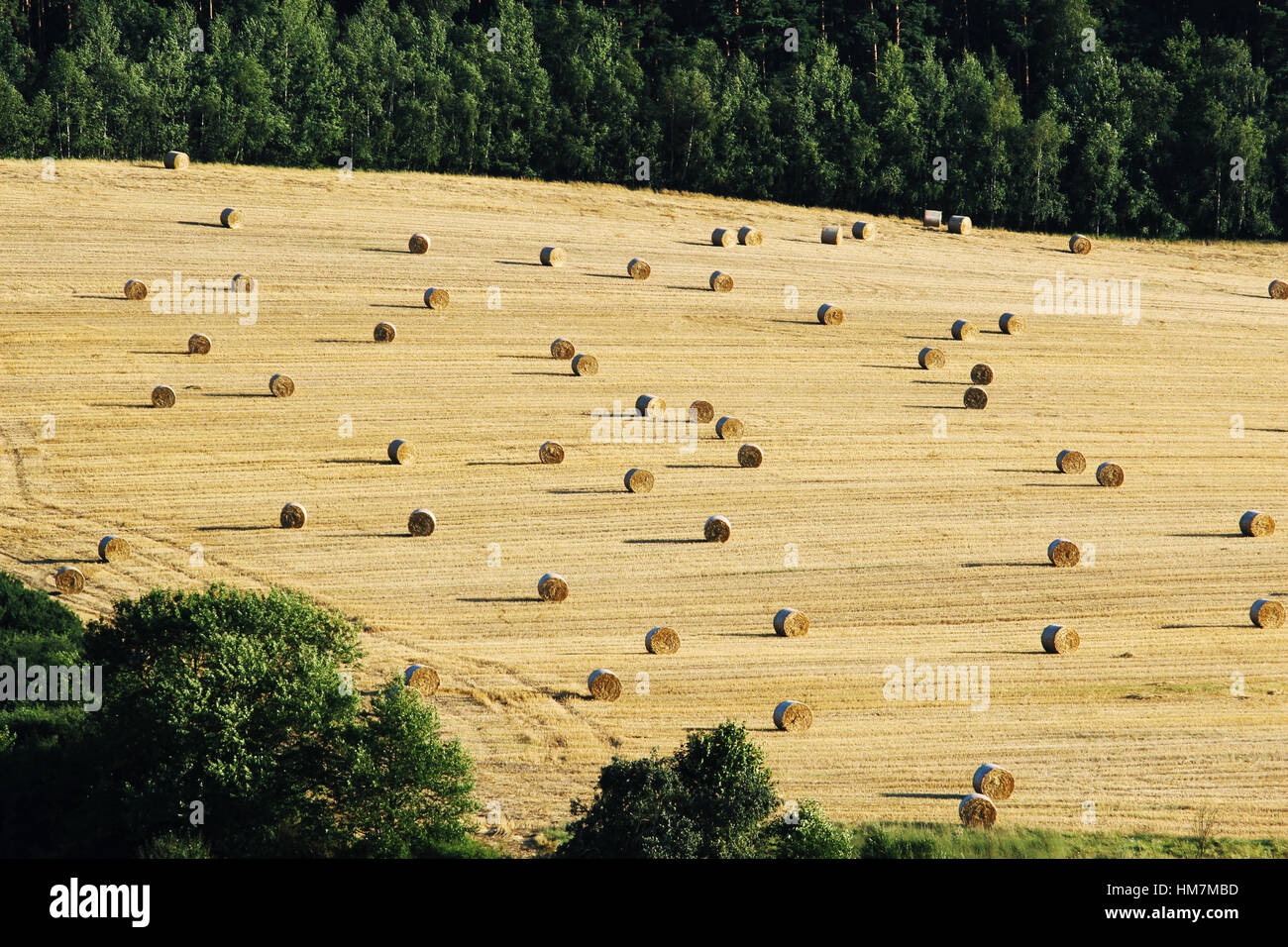 Balle di hey raccolte sul campo agricolo Foto Stock