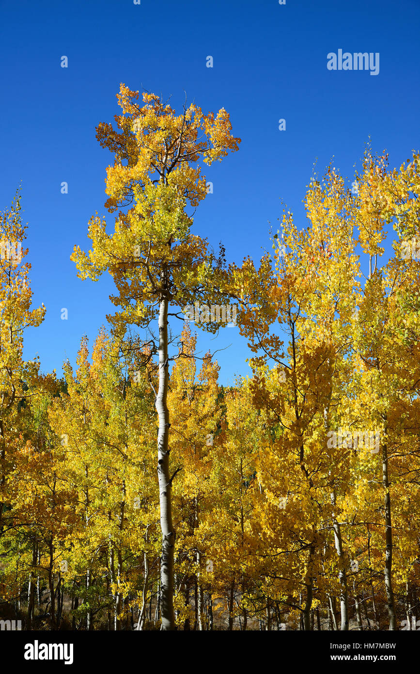 Stati Uniti d'America, Colorado, Kenosha Pass, Autunno aspen alberi contro il cielo blu Foto Stock