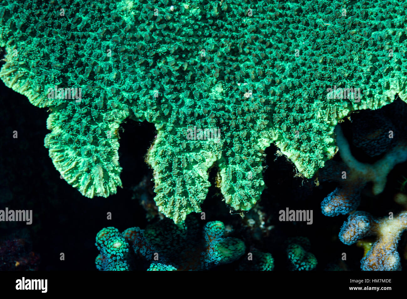 La superficie ruvida e bordo dentellato di un colore verde brillante di corallo duro su una scogliera. Foto Stock