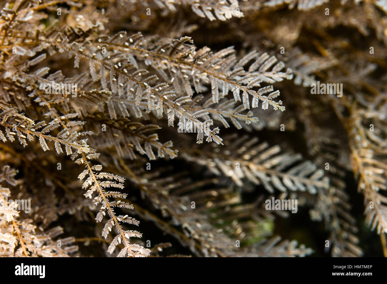 Una sensazione puntoria hydrozoan colonia su una barriera corallina. Foto Stock