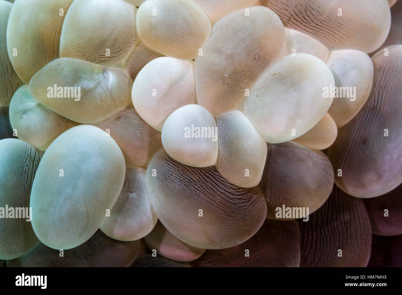 Una bolla di corallo in crescente la luce bassa regione di un reef tropicali. Foto Stock