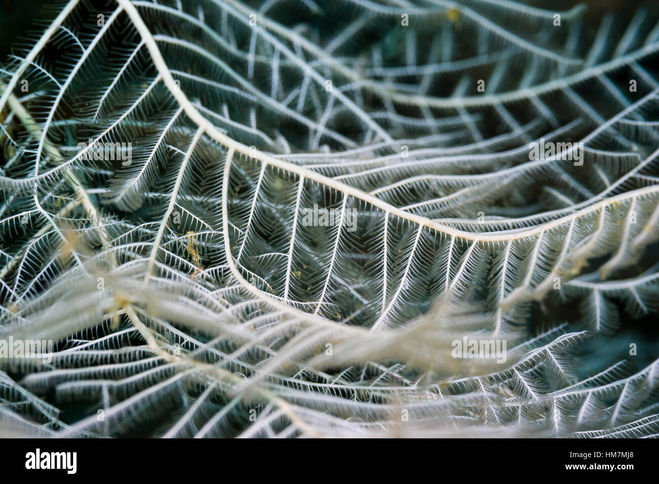 Un close-up hydrozoan urticante colonia su una barriera corallina. Foto Stock