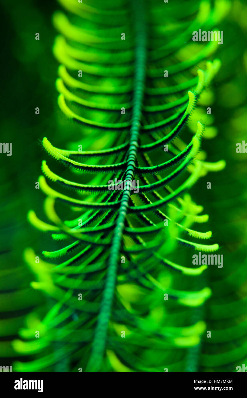 Un close-up del braccio di una piuma Star filtro alimentazione di piccole particelle di cibo. Foto Stock