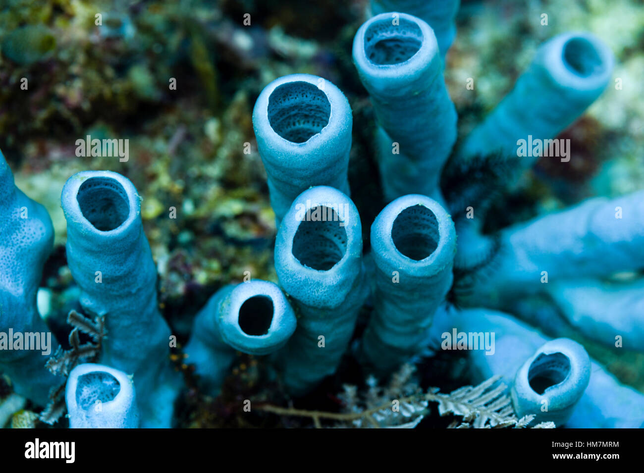 Una colonia di tubo blu spugna su una scogliera tropicale. Foto Stock