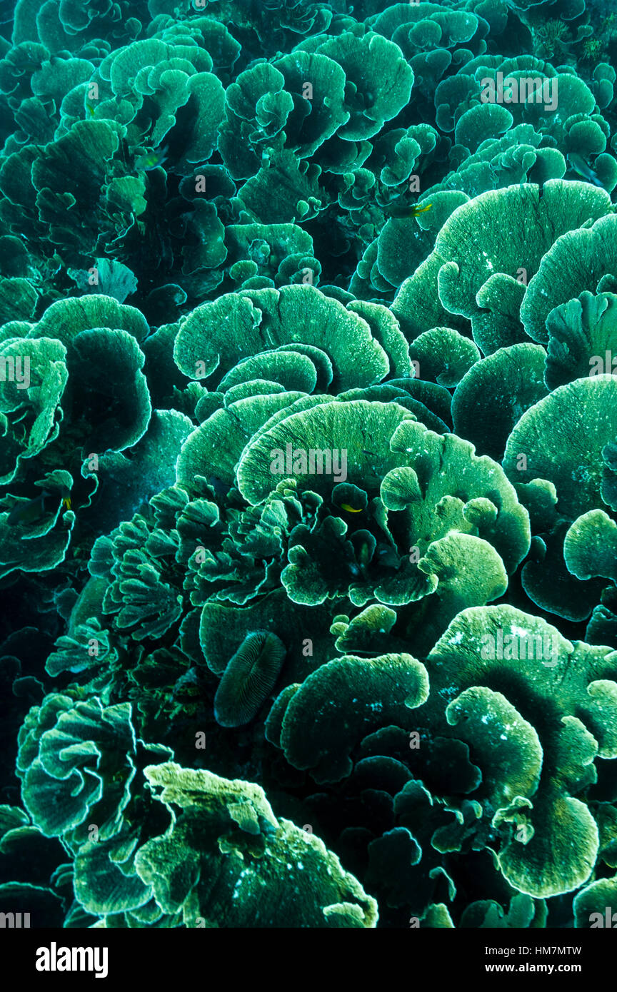 Una colonia di verde vase coral su una bassa scogliera tropicale. Foto Stock