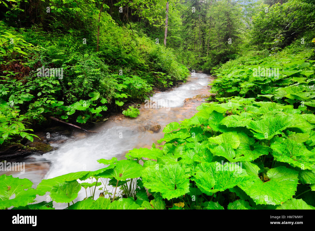 Ucraina, Zakarpattia, Rakhiv distretto, Carpazi, Stream in foresta Foto Stock
