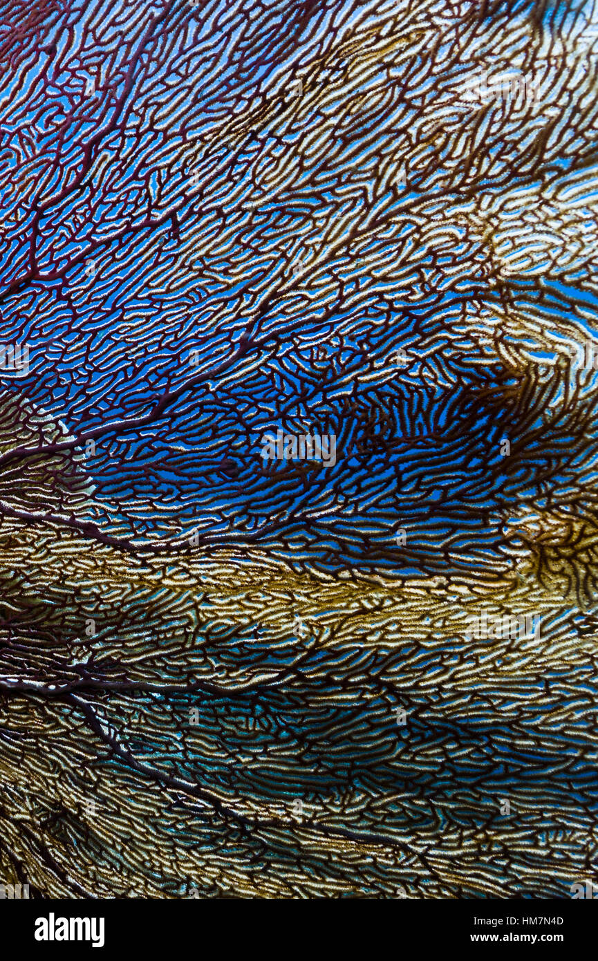 La fragile struttura reticolare di una gorgonia mare Fan sulla parete di una scogliera di corallo. Foto Stock