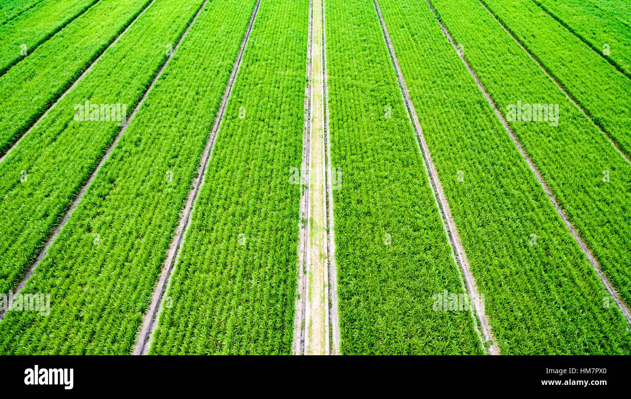 Antenna obliquo immagine della coltivazione di canna da zucchero in una fattoria nella Sunshine Coast di Queensland, Australia. Foto Stock