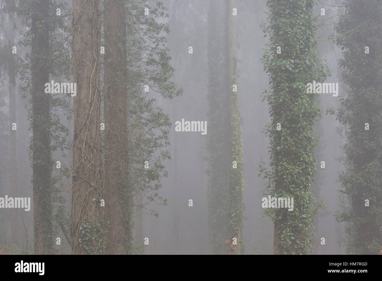 Misty foresta di conifere, Wye Valley, Galles Foto Stock