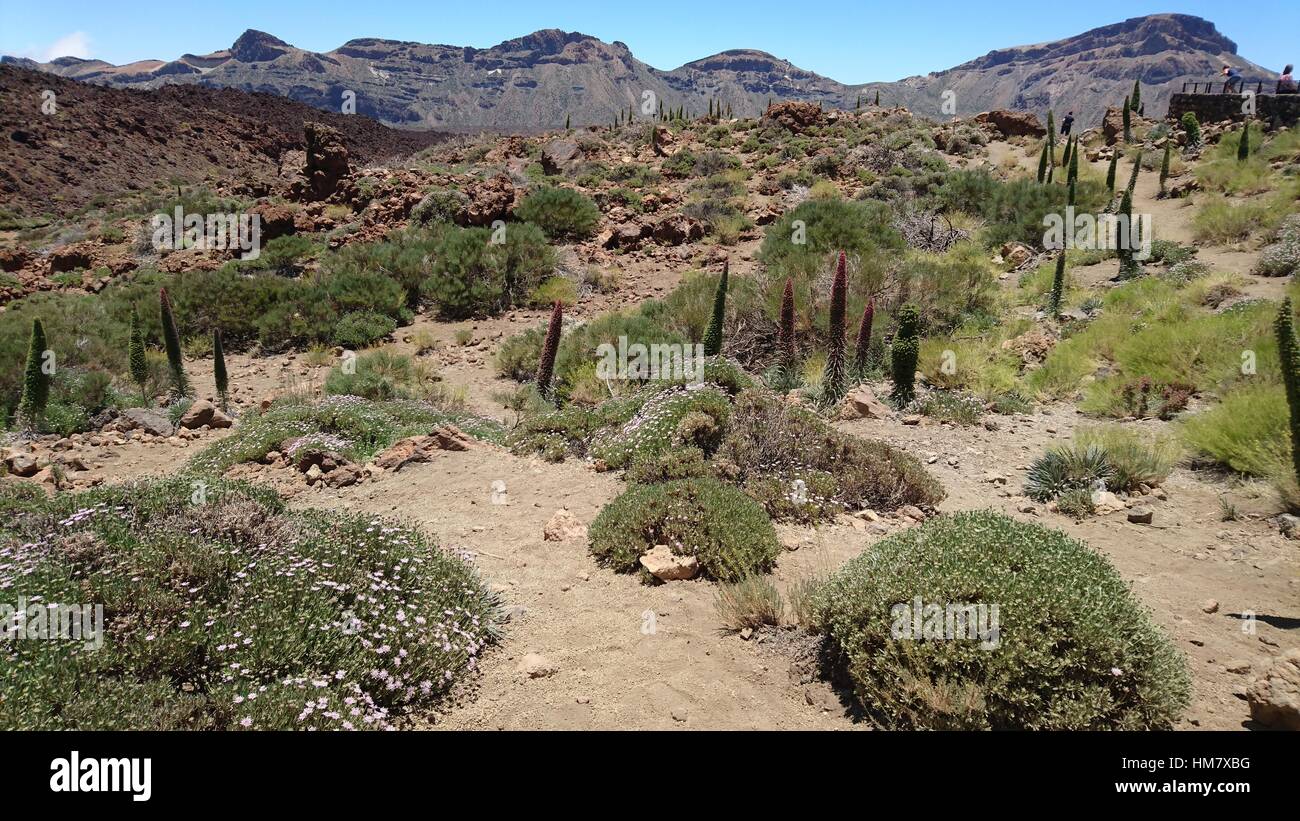 Caldera del Teide Tenerife Foto Stock