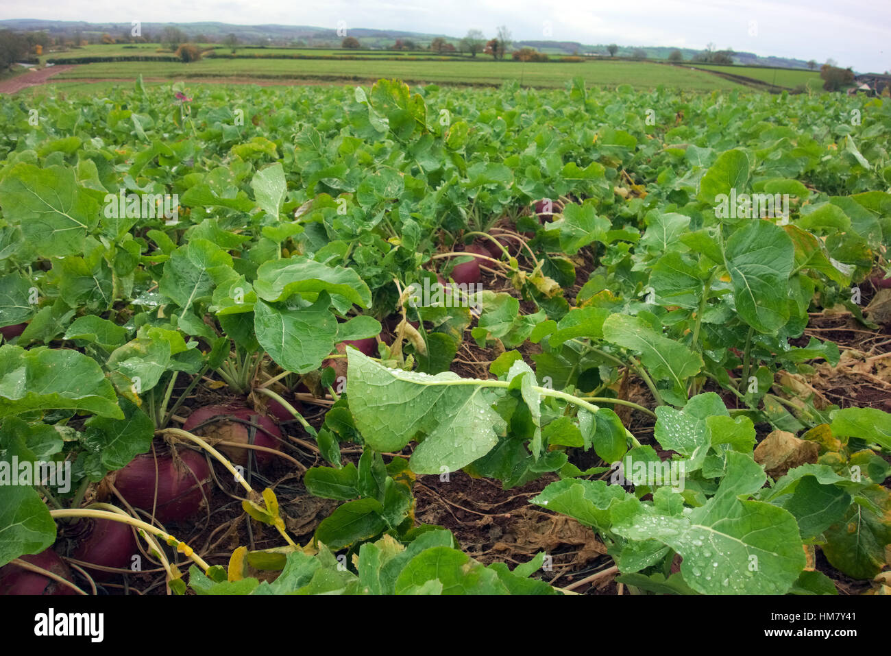Un raccolto di svedese nel novembre Brassica napus (Napobrassica gruppo) Foto Stock