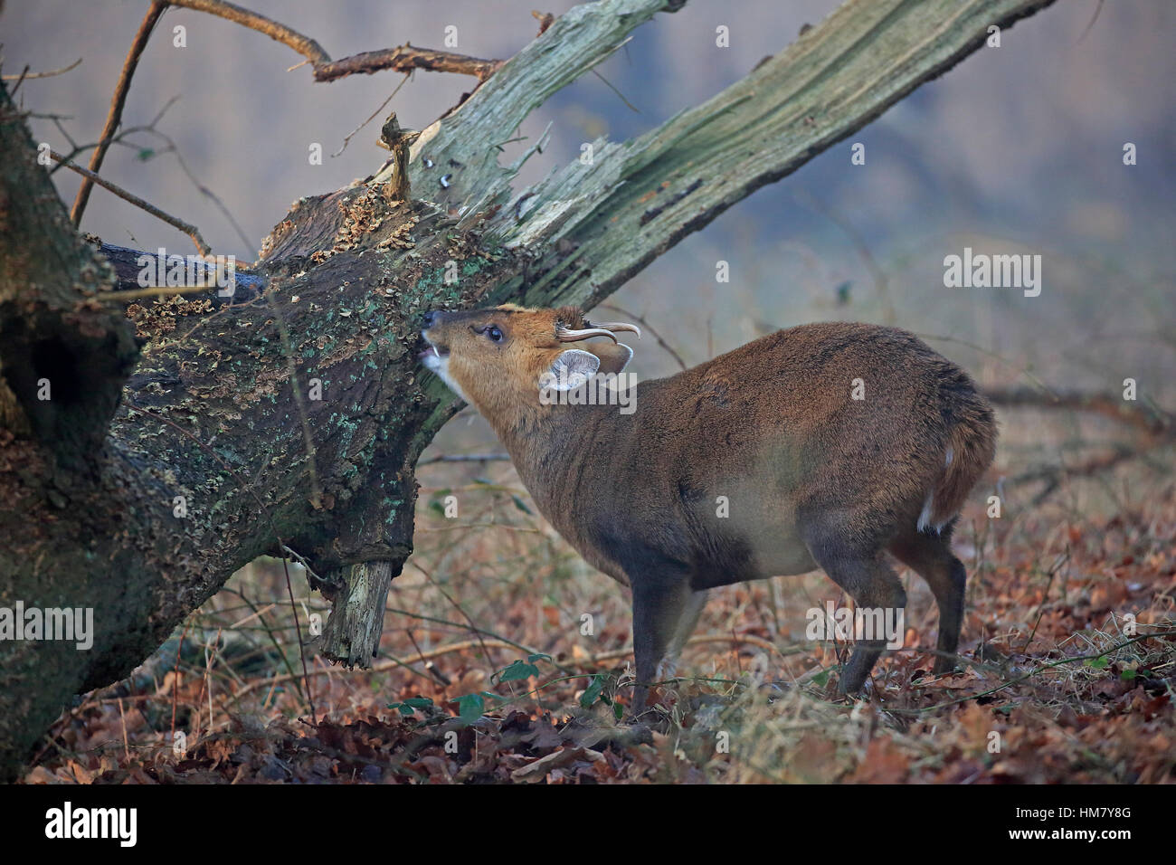 Maschio di Reeves Muntjac Deer Foto Stock