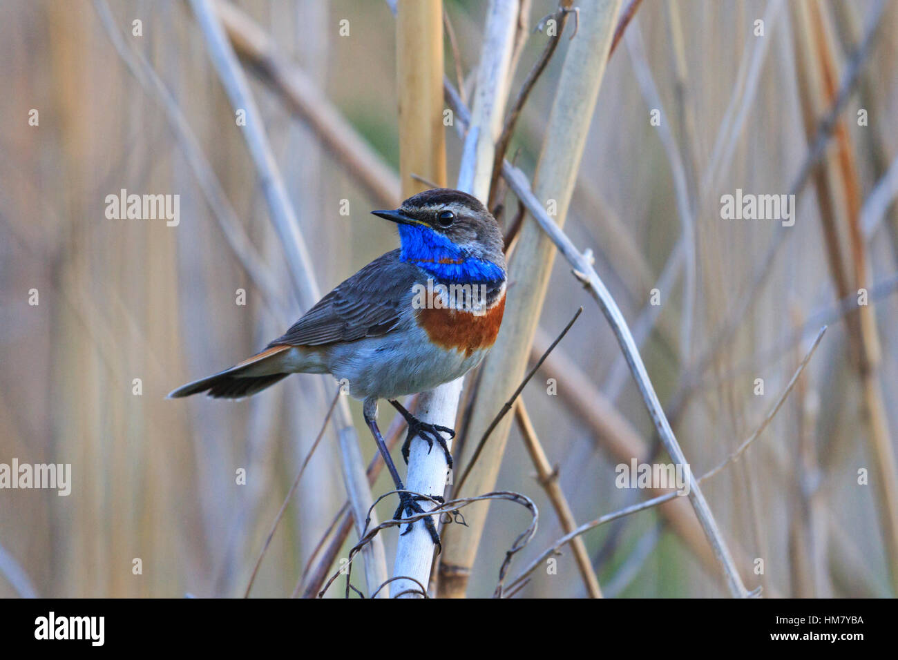 Arrivato primo immagini e fotografie stock ad alta risoluzione - Alamy