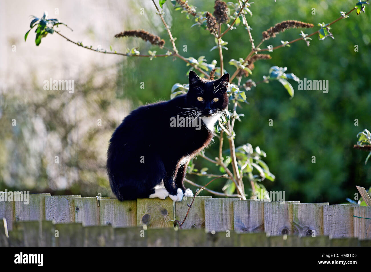 Gatto nero con petto bianco e gli occhi di perforazione si siede su un giardino recinto UK fotografia scattata da Simon Dack Foto Stock