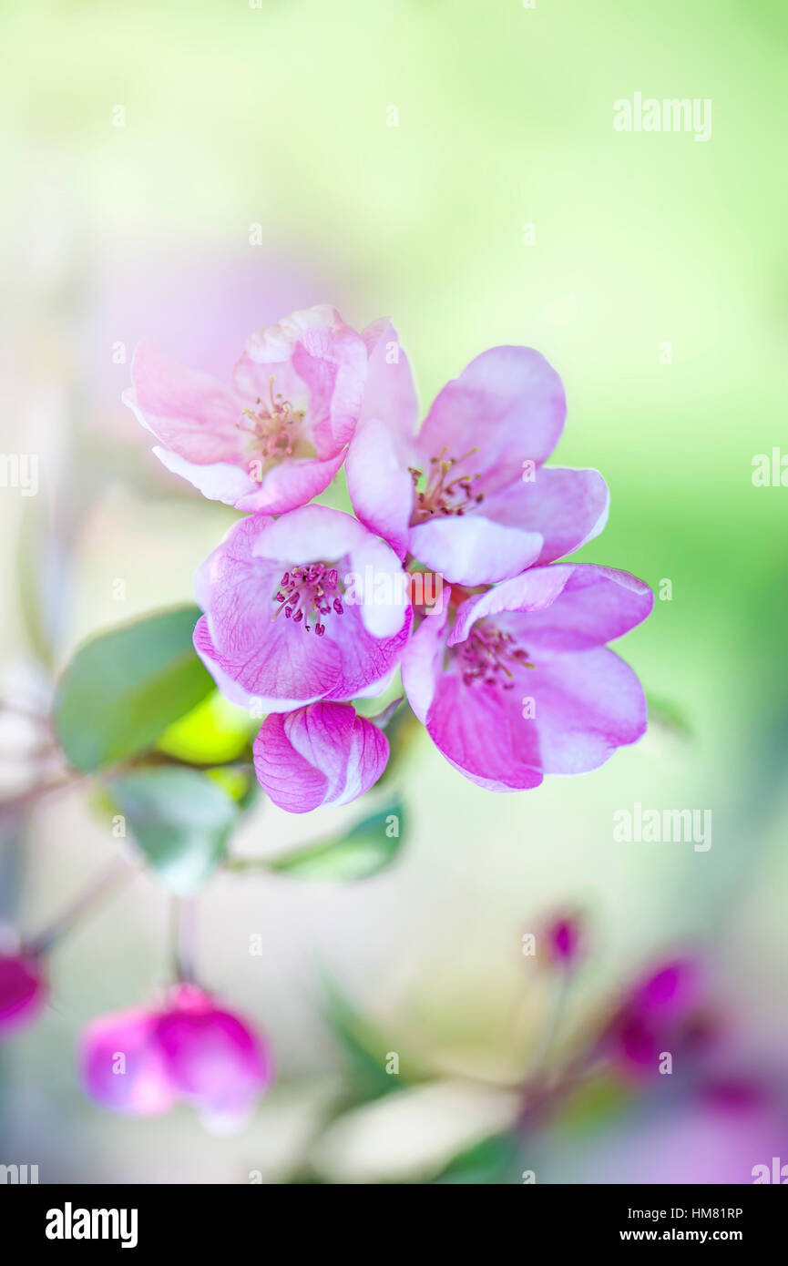 Close-up di immagine la delicata rosa primavera sbocciano i fiori di Malus x Robusta Persicifolia comunemente noto come Peachleaf Crab Apple tree Foto Stock