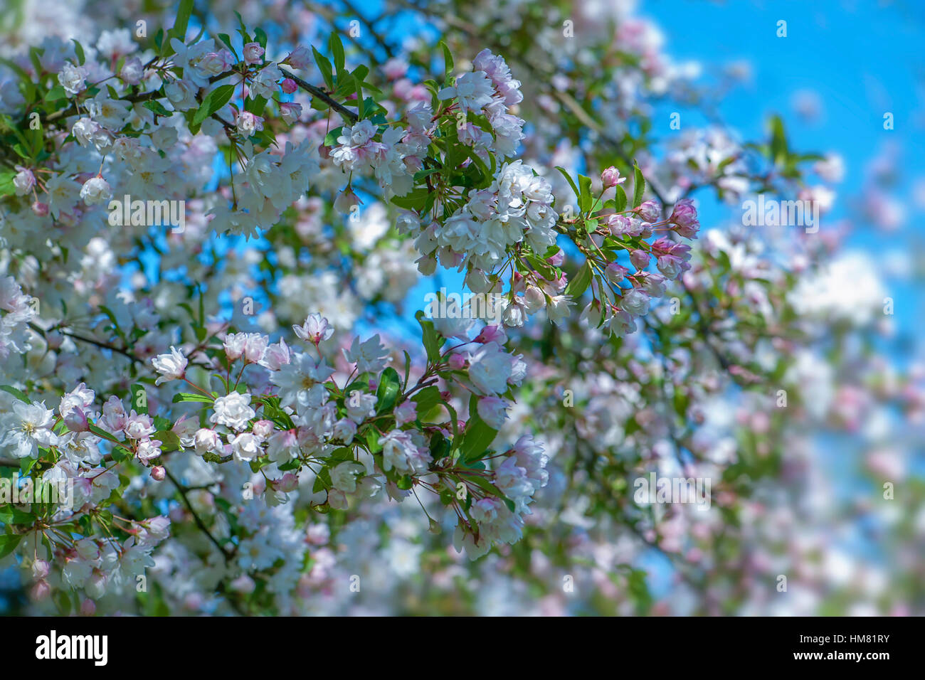 Molla delicato bianco e rosa sbocciare dei fiori di Crab Apple tree Malus × micromalus immagine presa contro un cielo blu Foto Stock