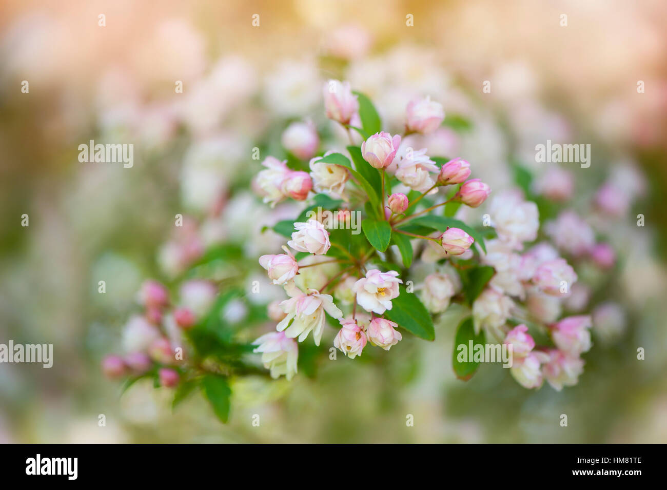 Molla delicato bianco e rosa sbocciare dei fiori di Crab Apple tree Malus × micromalus Foto Stock