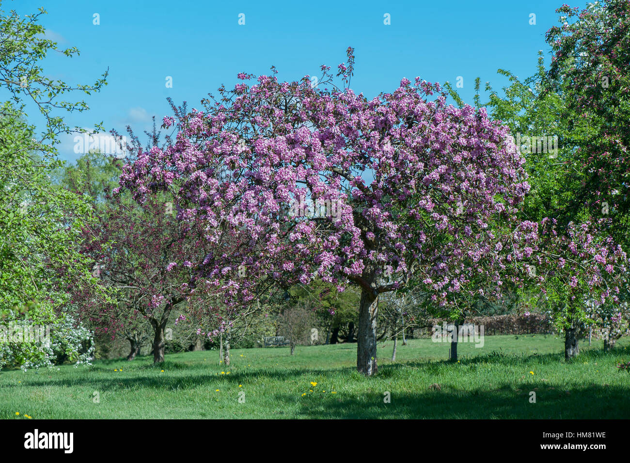 La splendida fioritura di primavera Malus x micro malus Crab Apple tree, coperte in vibranti Blossom Pink, immagine presa contro un cielo blu. Foto Stock