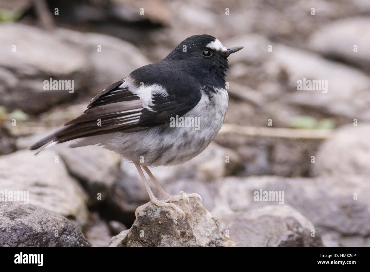 Poco forktail (Enicurus scouleri) a Uttarakhand, India. Foto Stock