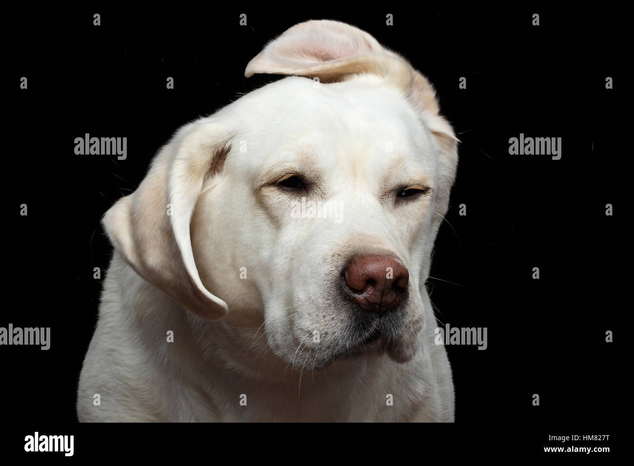 Bellissimo Labrador retriever cane di fronte isolato su sfondo nero Foto Stock