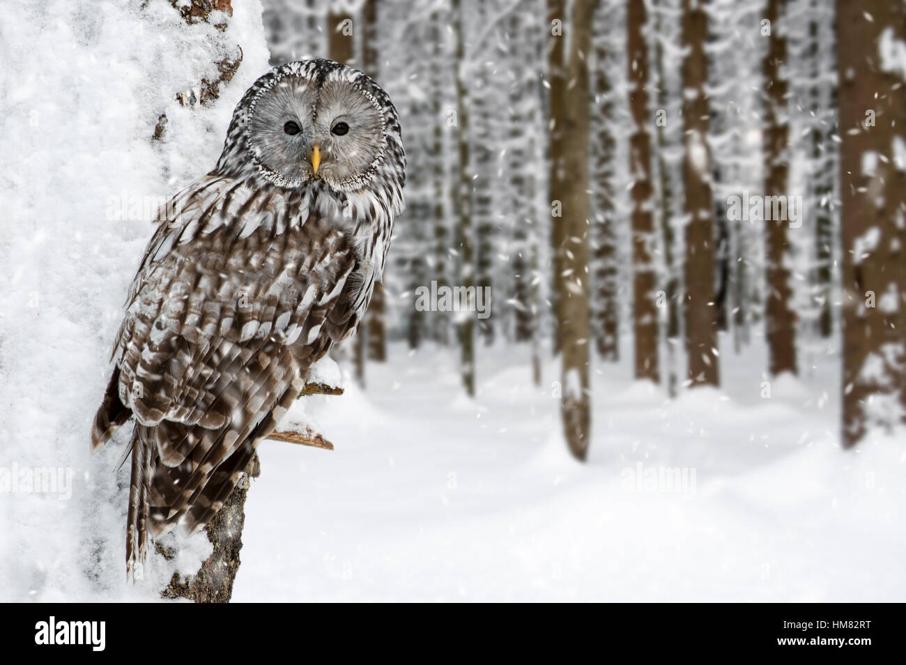 Ural allocco (Strix uralensis) arroccato nella struttura ad albero nella foresta durante la doccia di neve in inverno Foto Stock