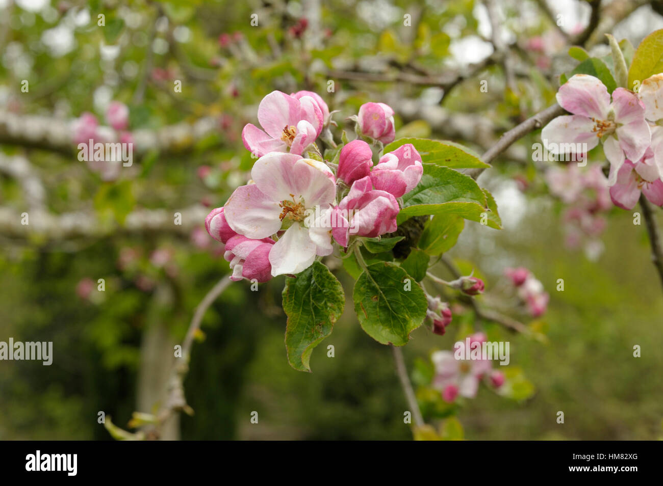 Apple 'Dr Harvey', Malus sylvestris Foto Stock