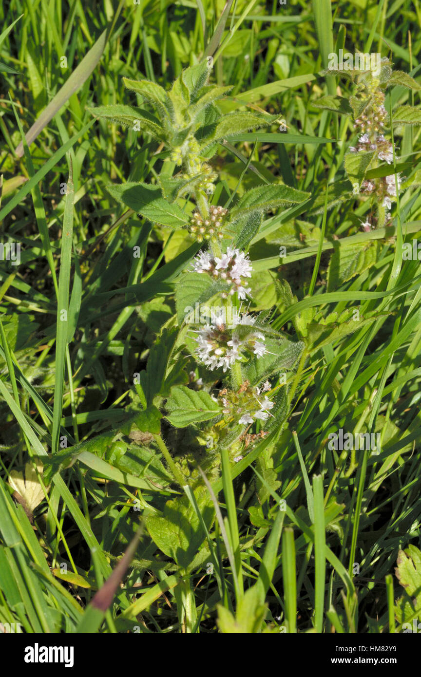 Il mais Menta, Mentha arvense Foto Stock