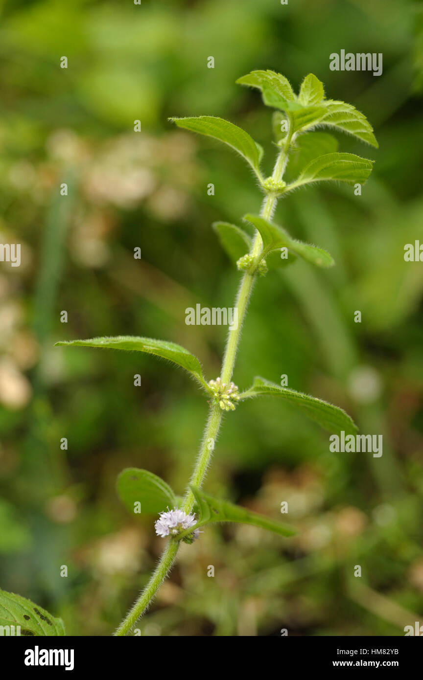 Il mais Menta, Mentha arvense (con bassa profondità di campo) Foto Stock