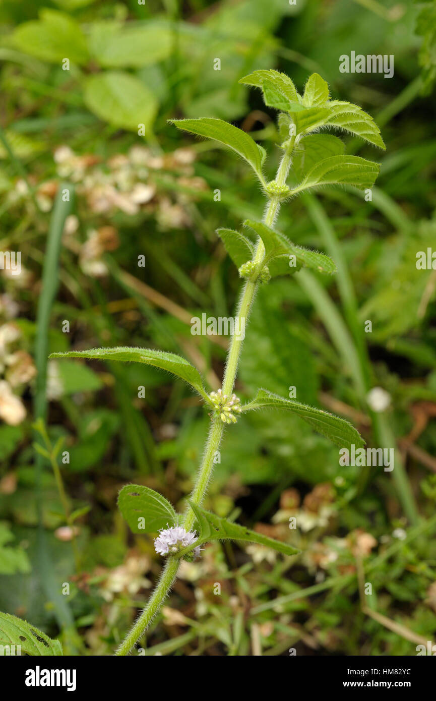 Il mais Menta, Mentha arvense Foto Stock