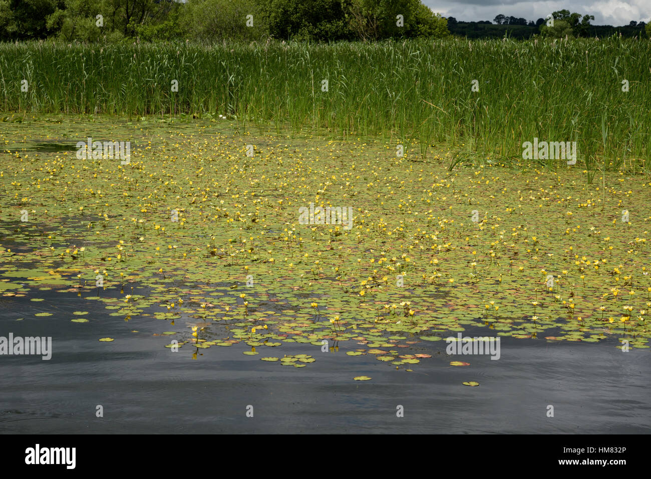 Orlata di acqua-lily, Nymphoides peltata Foto Stock
