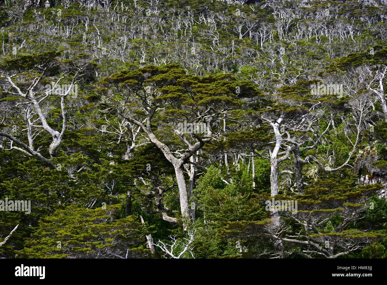 Tipica di ambienti umidi e impenetrabile struttura multistrato di sempre verde di faggio e di inverno di corteccia foresta. Hoppner Bay. Somministrati come parte della Argentin Foto Stock