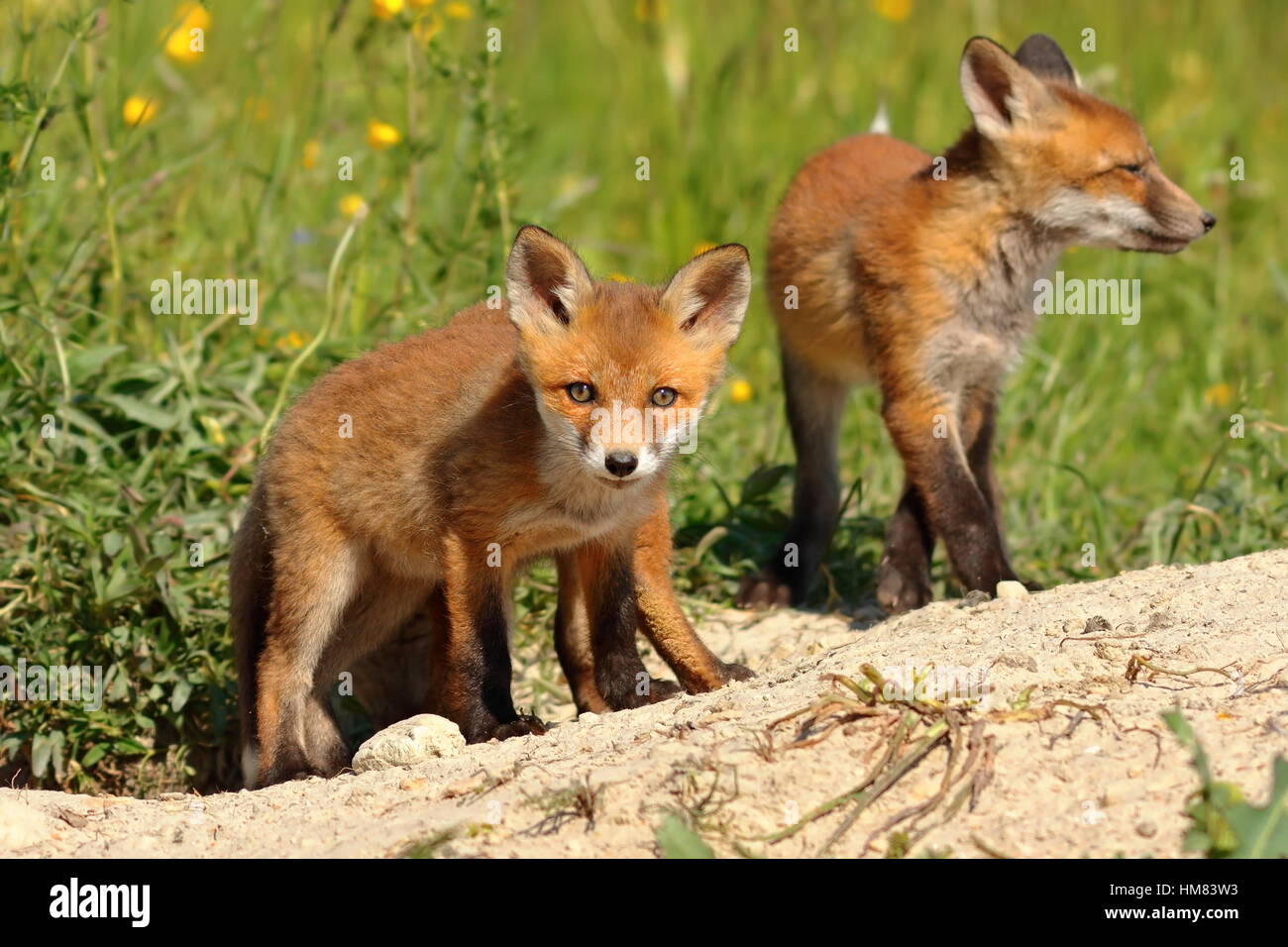 Curioso red fox cub guardando la telecamera (Vulpes vulpes, animali selvatici) Foto Stock