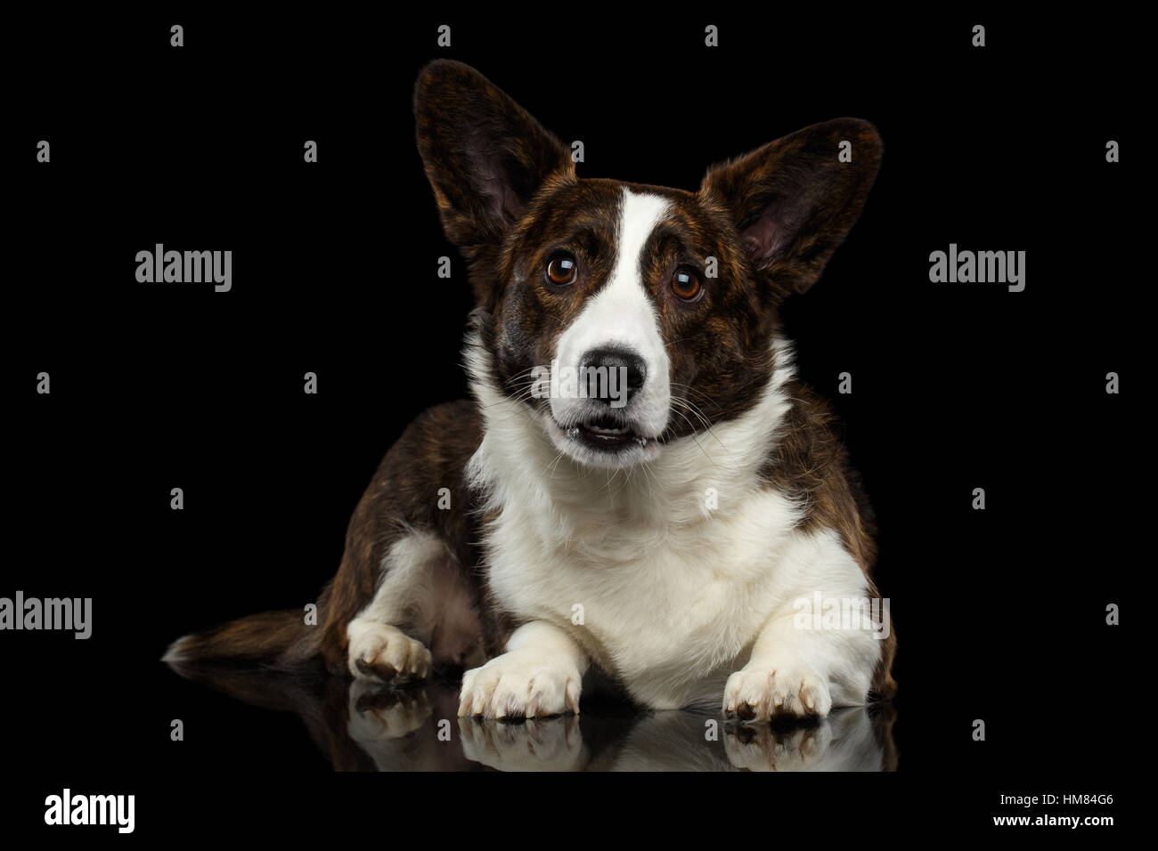 Welsh Corgi Cardigan cane isolato su sfondo nero Foto Stock