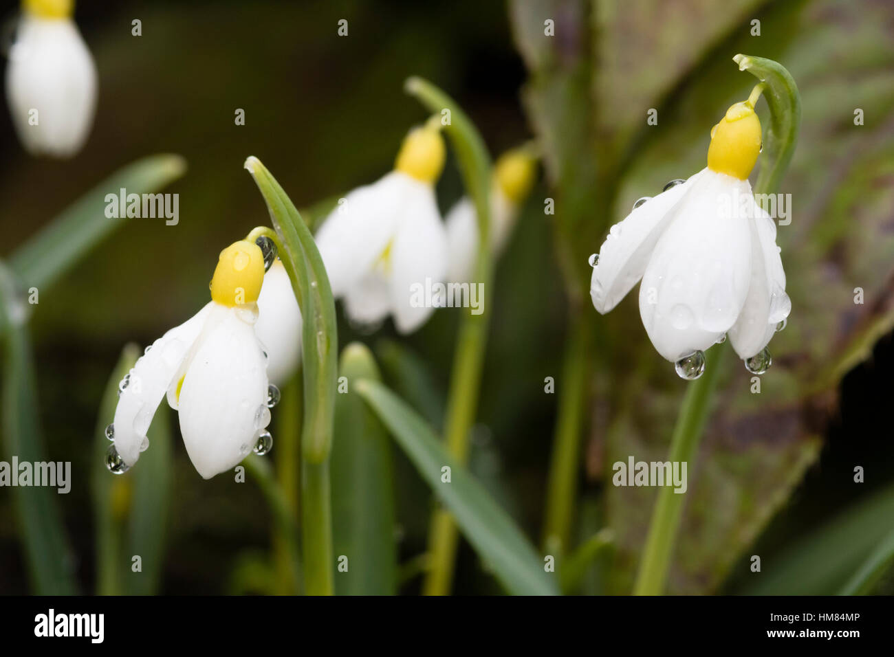 Ovaia di giallo e marcature di petalo di un'insolita snowdrop, Galanthus 'Primrose Warburg' Foto Stock