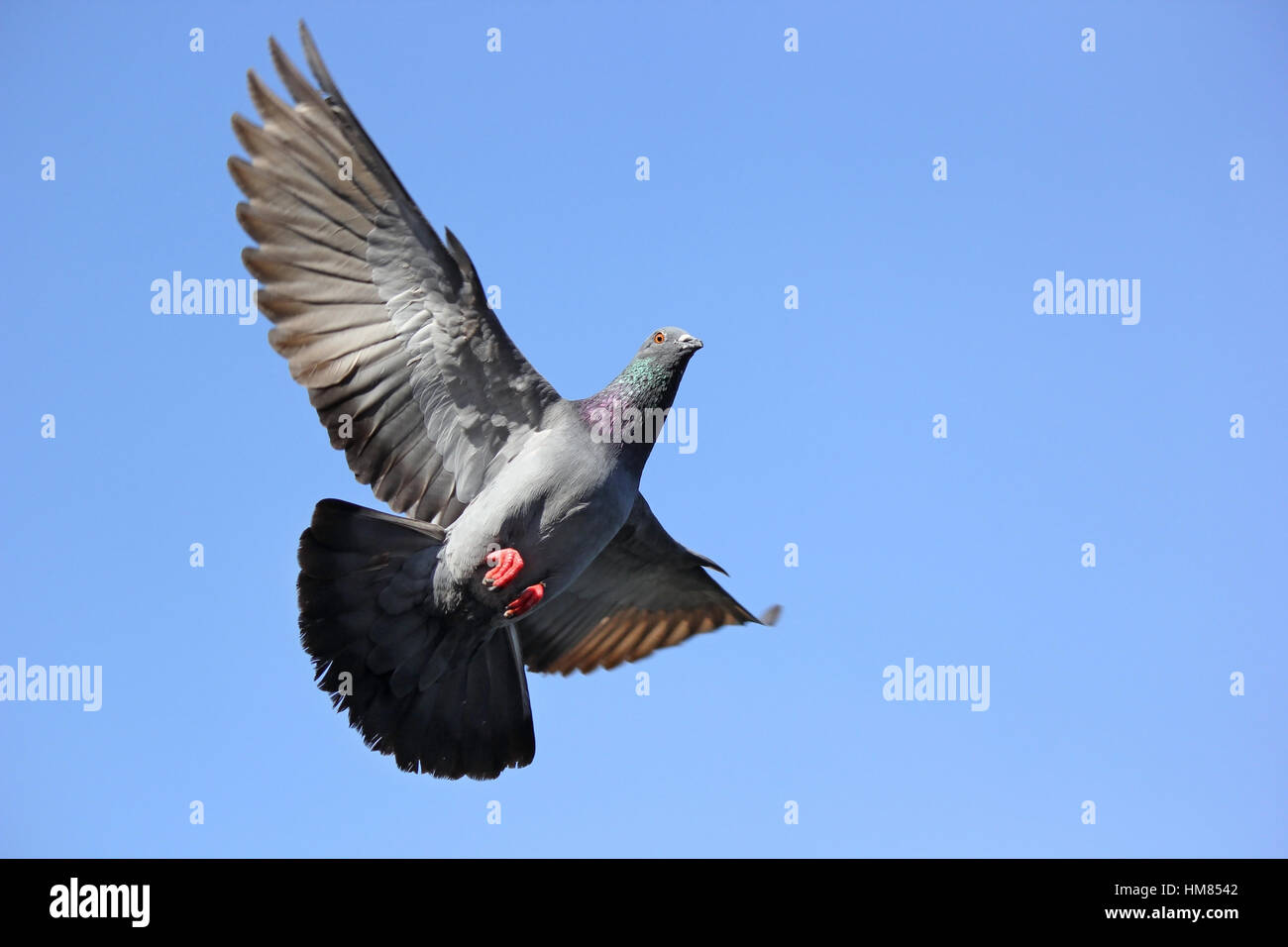 Flying pigeon bird contro il bellissimo sfondo del cielo Foto Stock