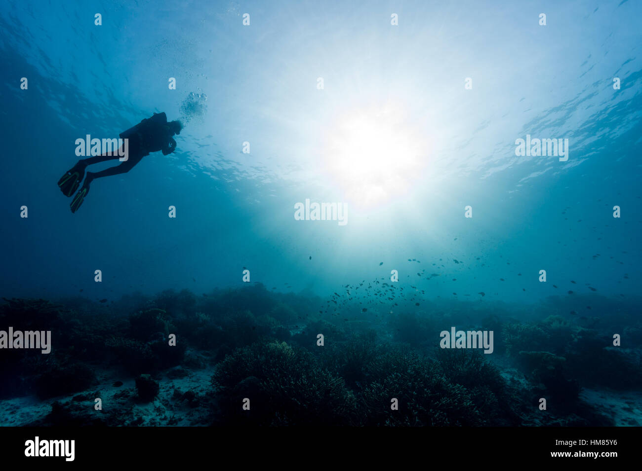 La silhouette di un subacqueo nuotando attraverso raggi solari al di sopra di una barriera corallina in un oceano tropicale. Foto Stock