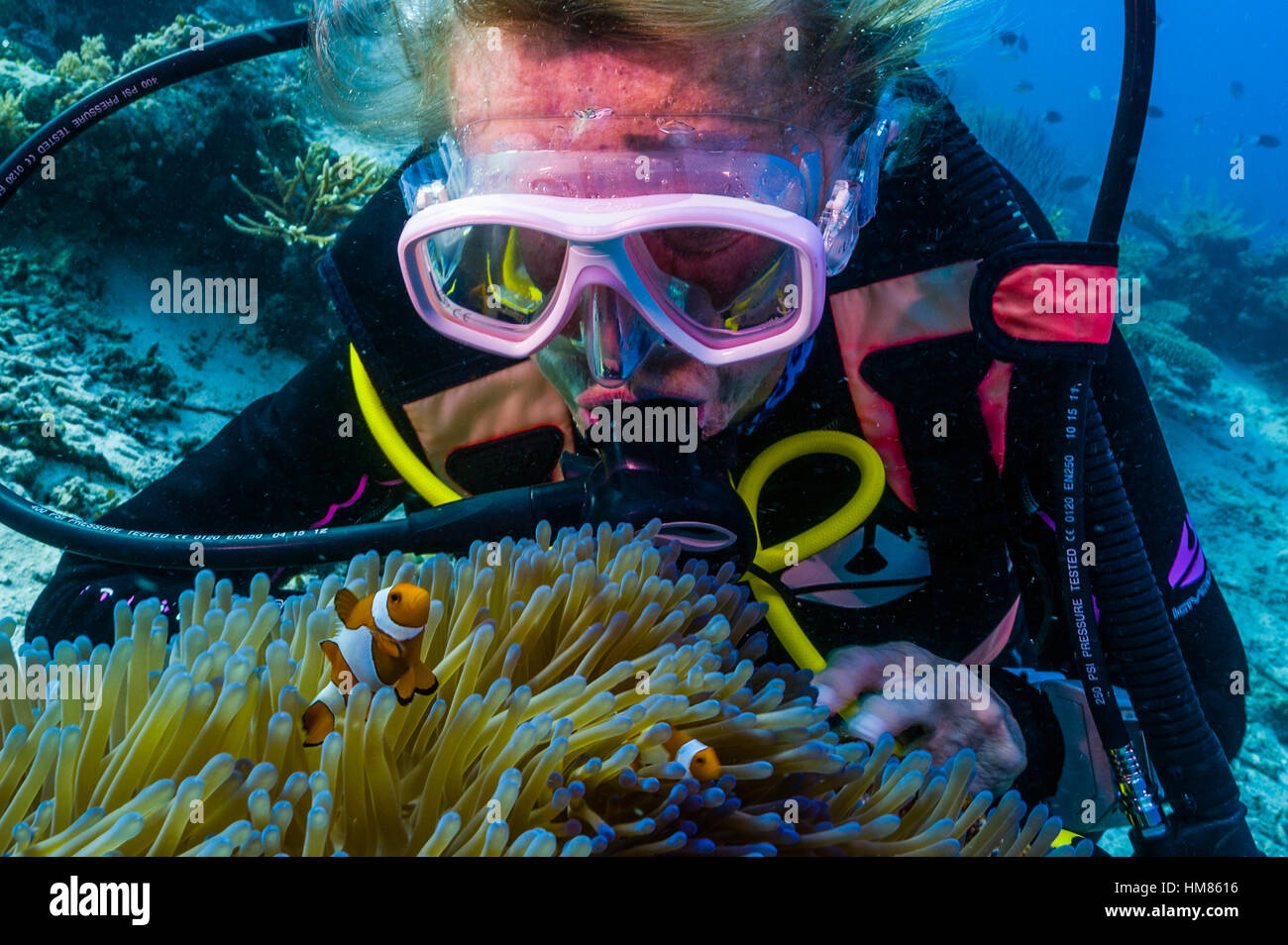 Un subacqueo interagisce con un Ocellaris Clownfish in un anemone marittimo. Foto Stock