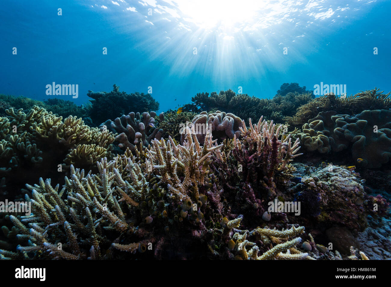 Sunray cadere attraverso una barriera corallina incontaminata di Staghorn Coral e un corallo morbido sagomato come un toadstool. Foto Stock