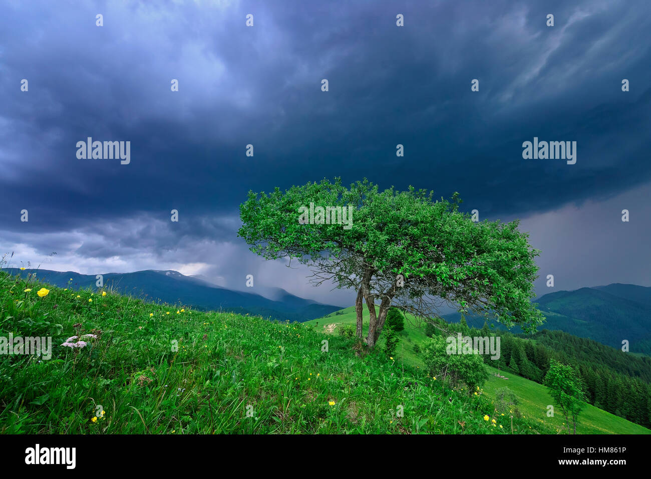 Ucraina, Ivano-Frankivsk regione, Verkhovyna distretto, Carpazi, Dzembronya village, albero verde sotto nuvole di tempesta Foto Stock