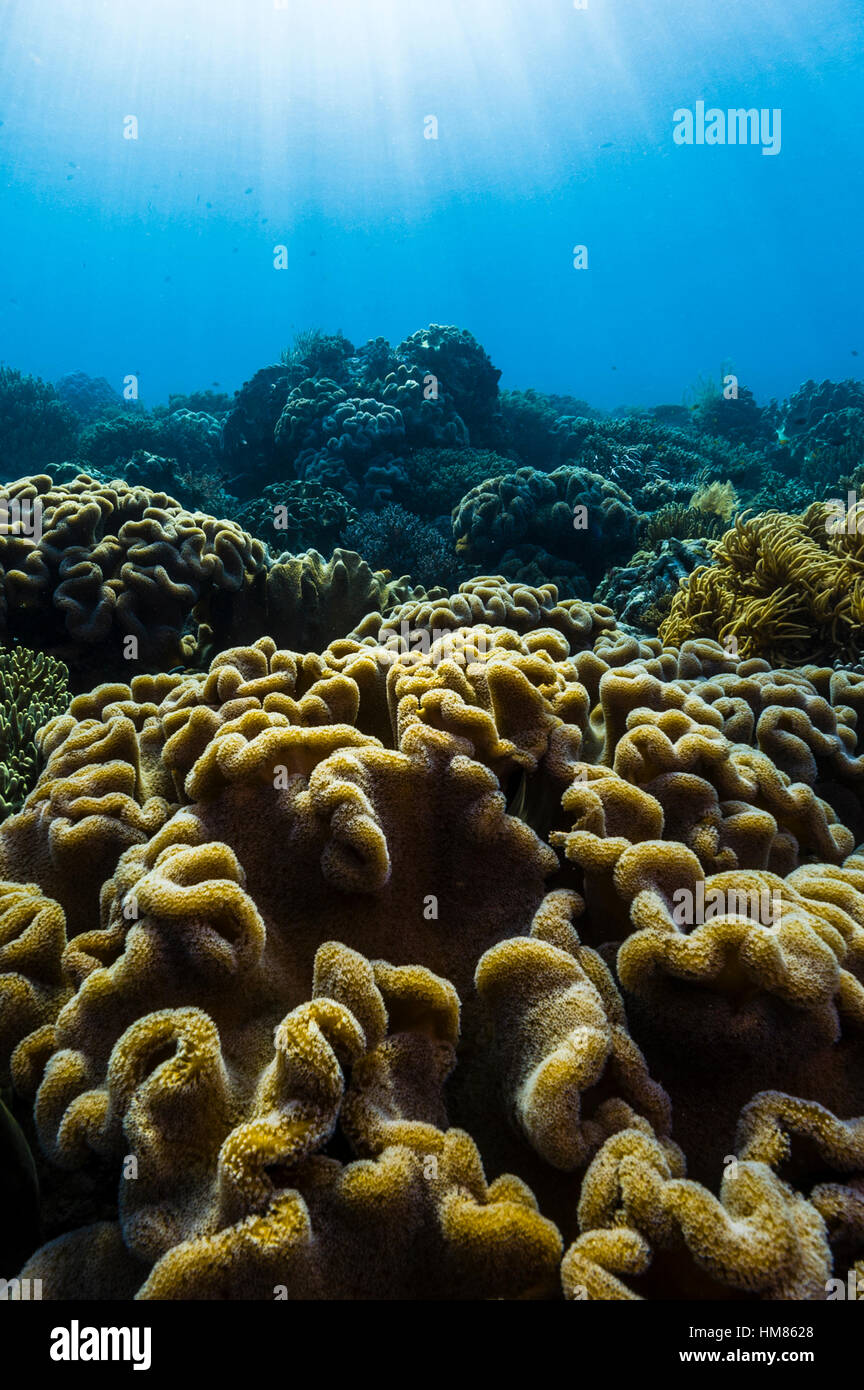 Sunray cadere attraverso una barriera corallina incontaminata e strati ripiegati di Sarcophyton morbida pelle di corallo. Foto Stock