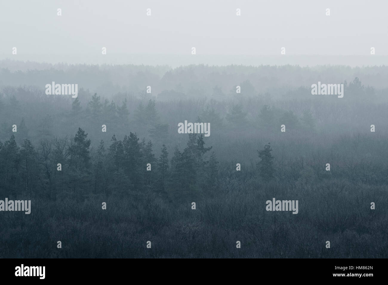 L'Ucraina, regione di Dnepropetrovsk, Novomoskovsk district, foresta coperta di nebbia Foto Stock
