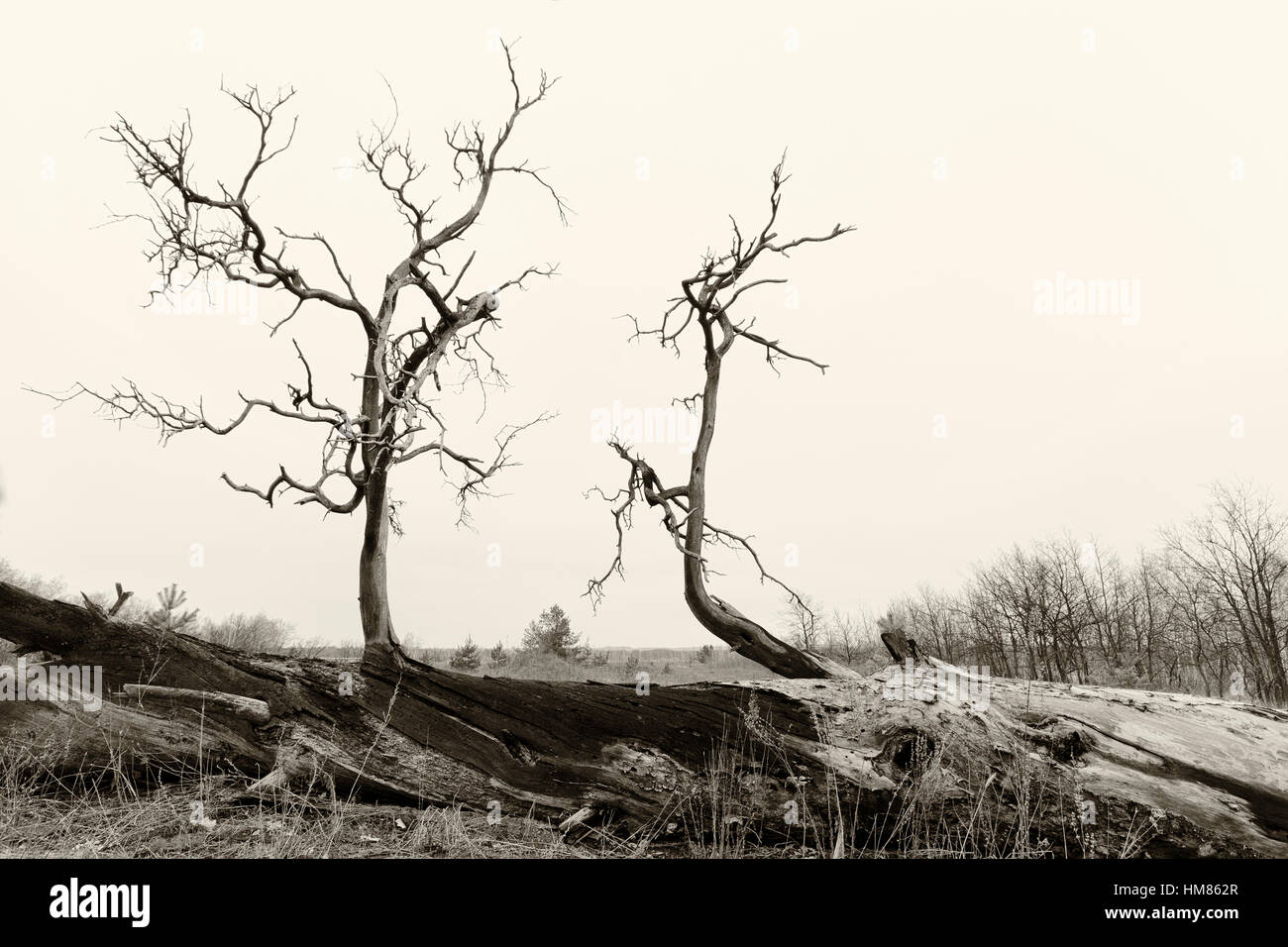 L'Ucraina, regione di Dnepropetrovsk, Novomoskovsk distretto, Bear rami di albero morto Foto Stock
