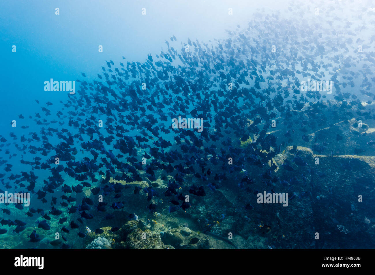 Un enorme scuola di Red-dentata Triggerfish si spostano in formazione lungo una parete corallina verso il sole. Foto Stock