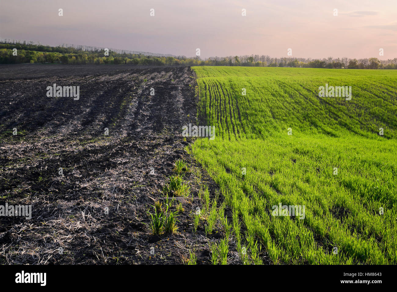 L'Ucraina, regione di Dnepropetrovsk, Novomoskovsk distretto, campi agricoli Foto Stock