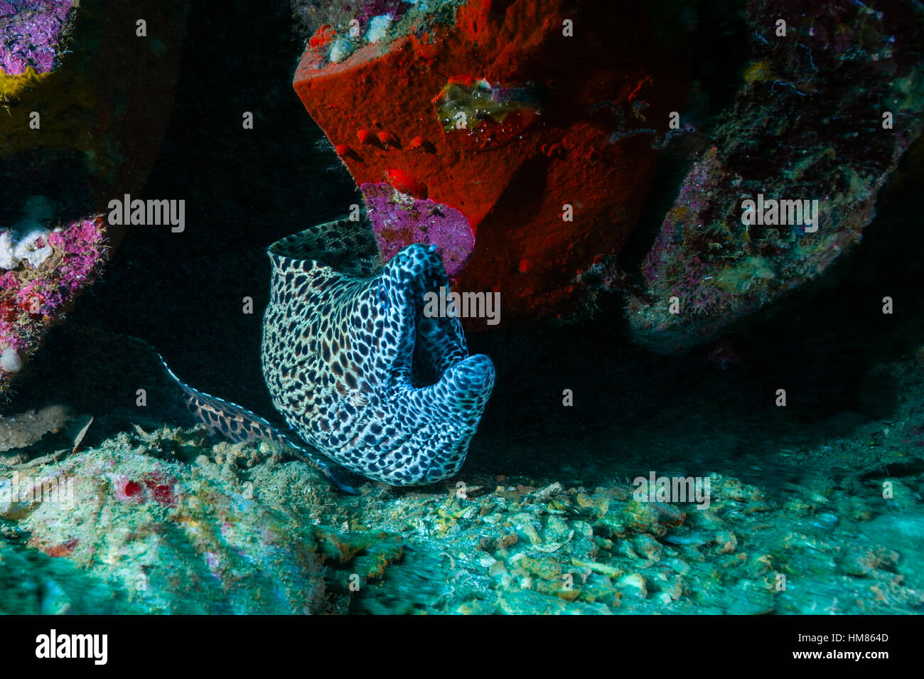 Un legare moray eel il ricovero in una barriera corallina al di sotto di un faro. Foto Stock