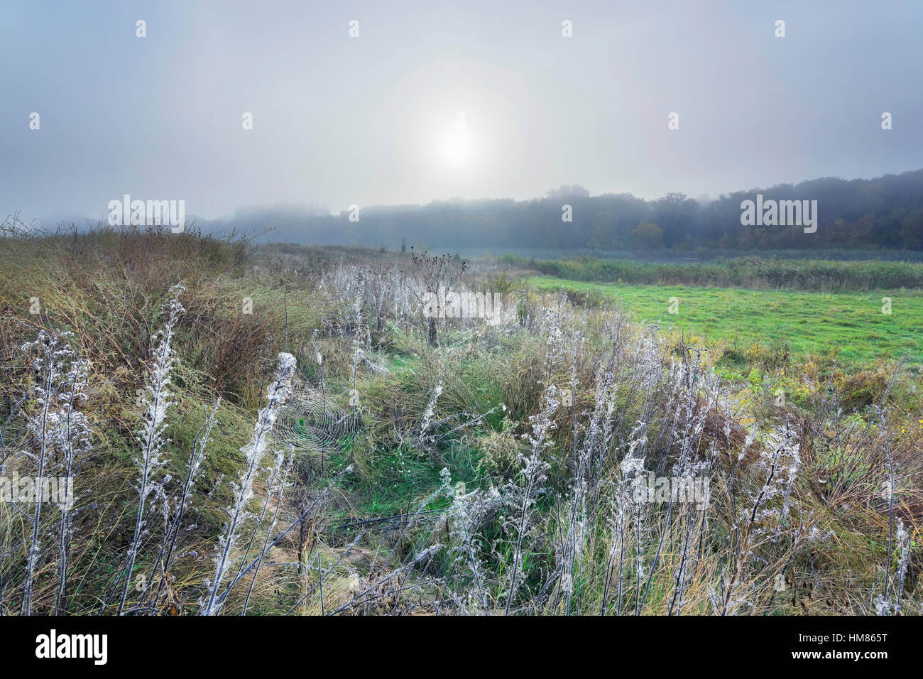 L'Ucraina, regione di Dnepropetrovsk, Novomoskovsk district, il sole che splende su prato Foto Stock