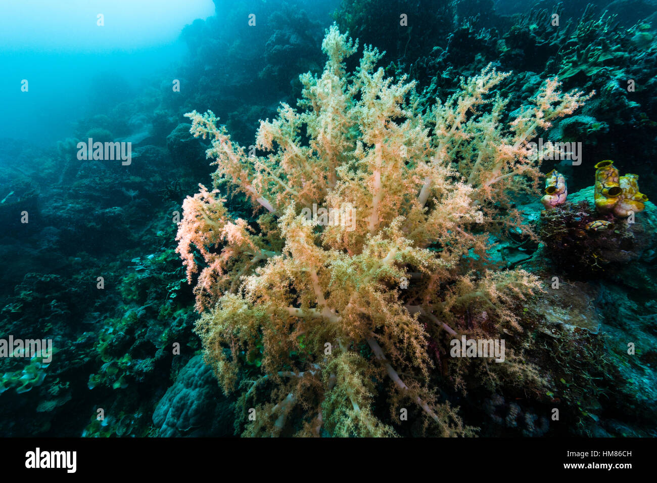 Una colonia di Lemnalia un soft coral noto anche come il cavolfiore coral alimentazione su un reef. Foto Stock