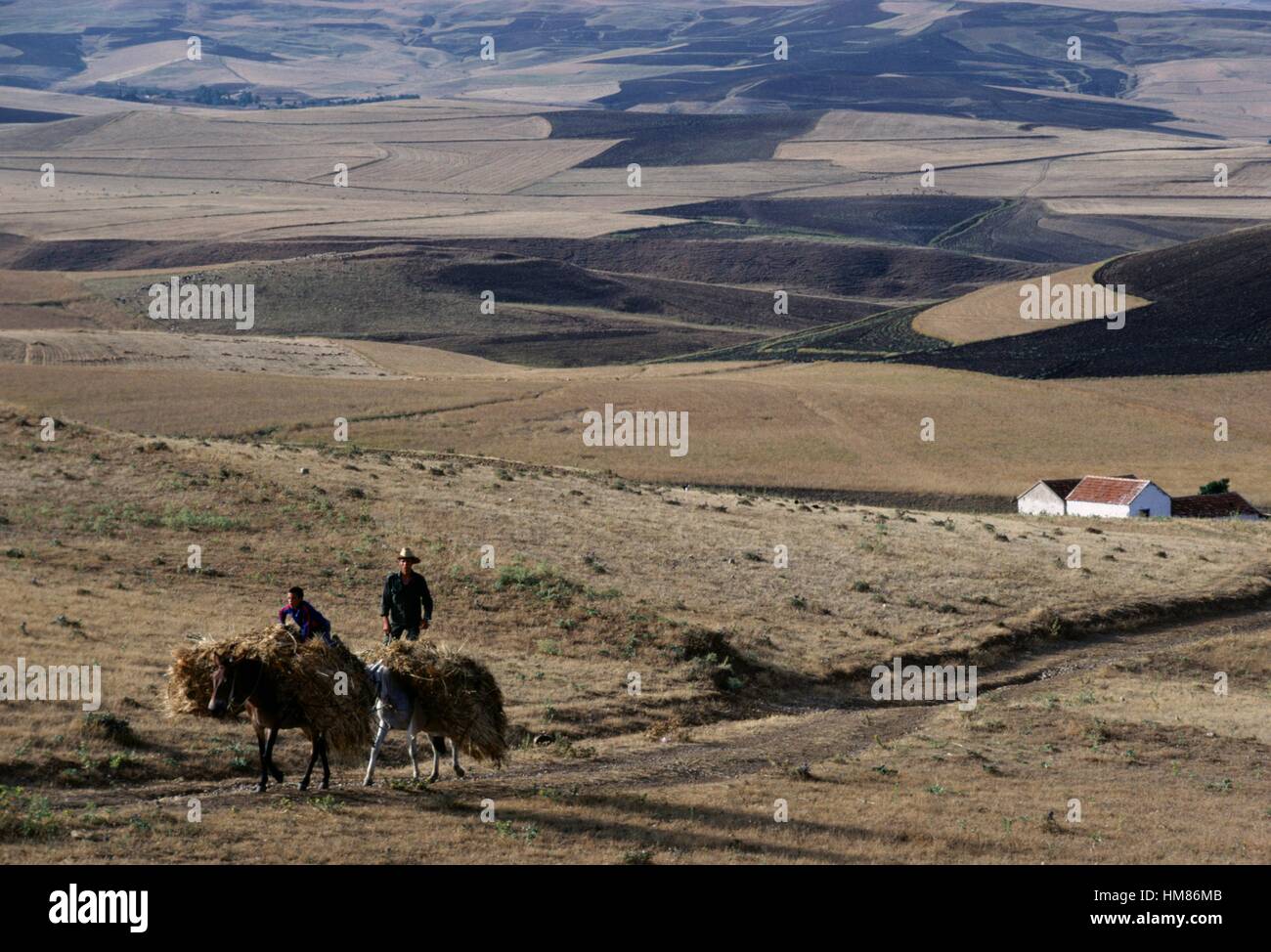 Gli agricoltori cavalcare, il paesaggio agricolo, nei pressi di Djemila, Algeria. Foto Stock