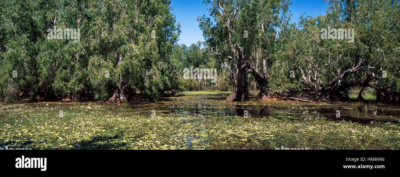 In un invaso Paperbark swamp è il perfetto habitat per un coccodrillo di acqua salata. Foto Stock